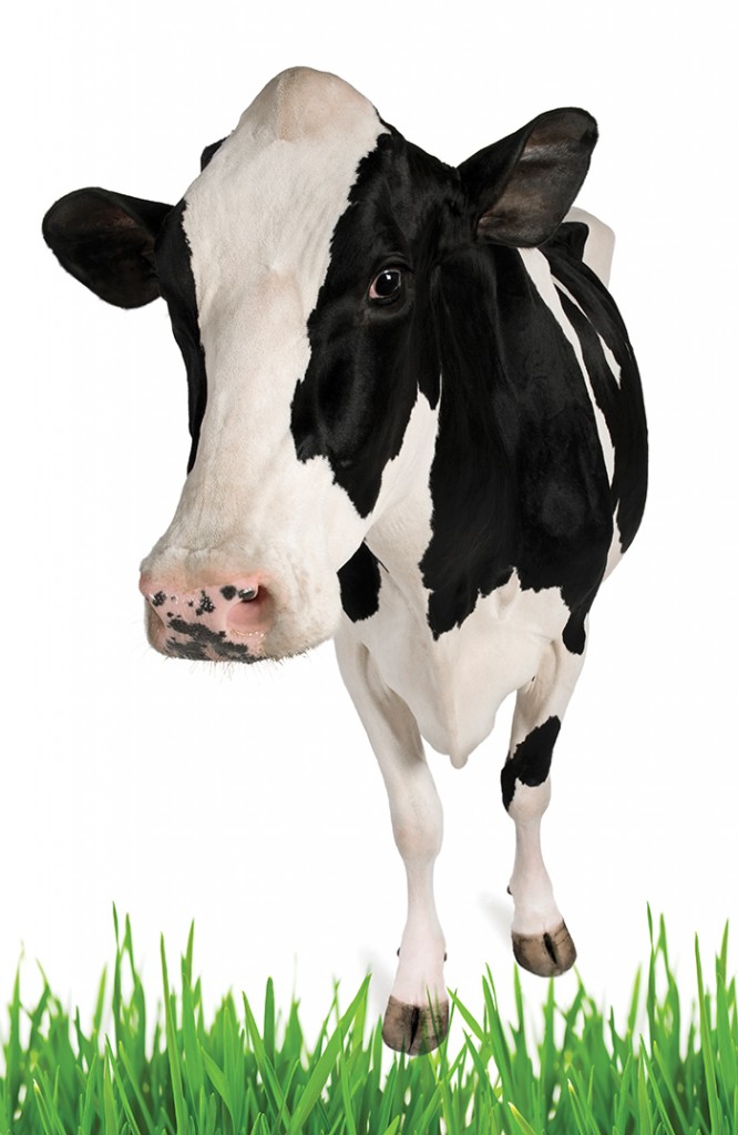 Cow