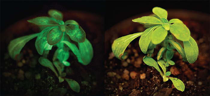 glow plants