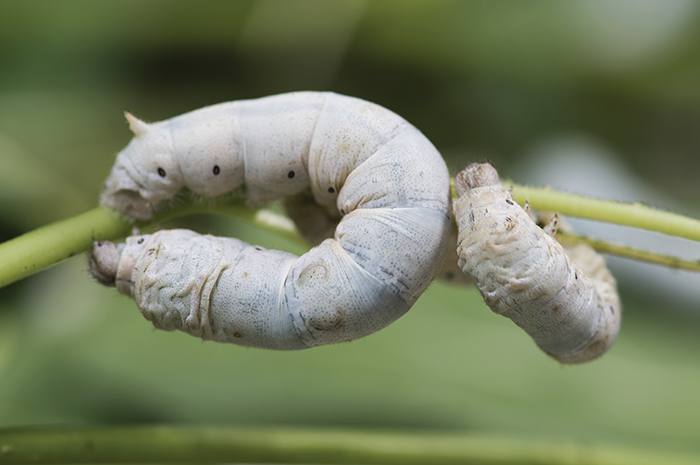 silk worm